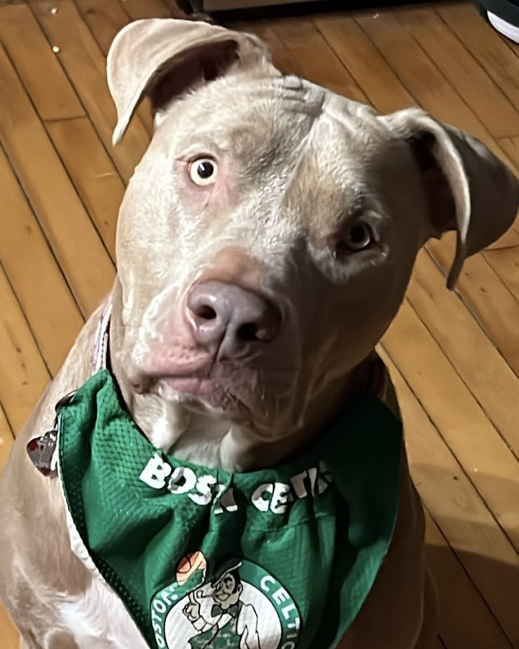 Jovi the Dog: A Tribute to a Misunderstood Breed and an Unforgettable Best Friend Jovi the Dog: A Tribute to a Misunderstood Breed and an Unforgettable Best Friend